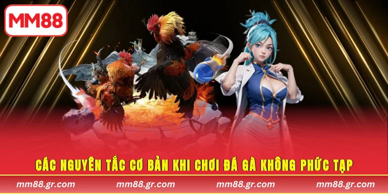 Các nguyên tắc cơ bản khi chơi đá gà không phức tạp