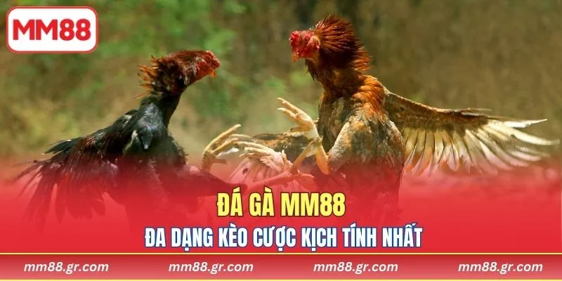 Khám phá đa dạng kèo cược kịch tính nhất