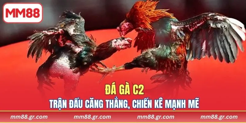 Trận đấu căng thẳng, chiến kê mạnh mẽ, lôi cuốn hội viên